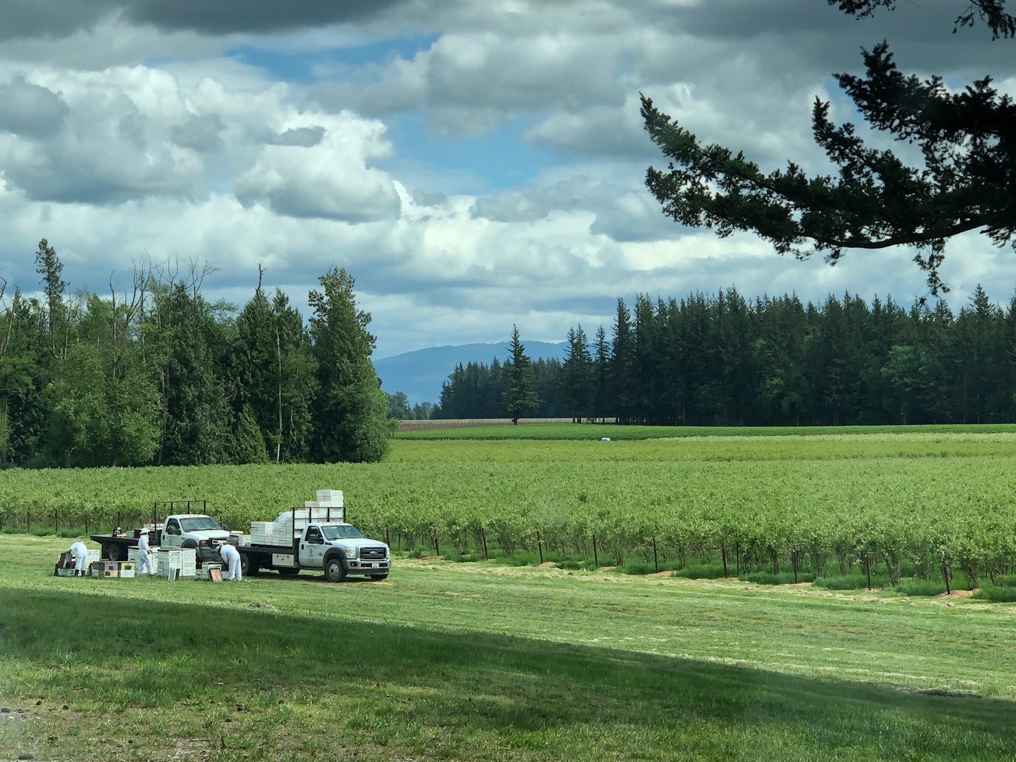 agriculture field and work truck
