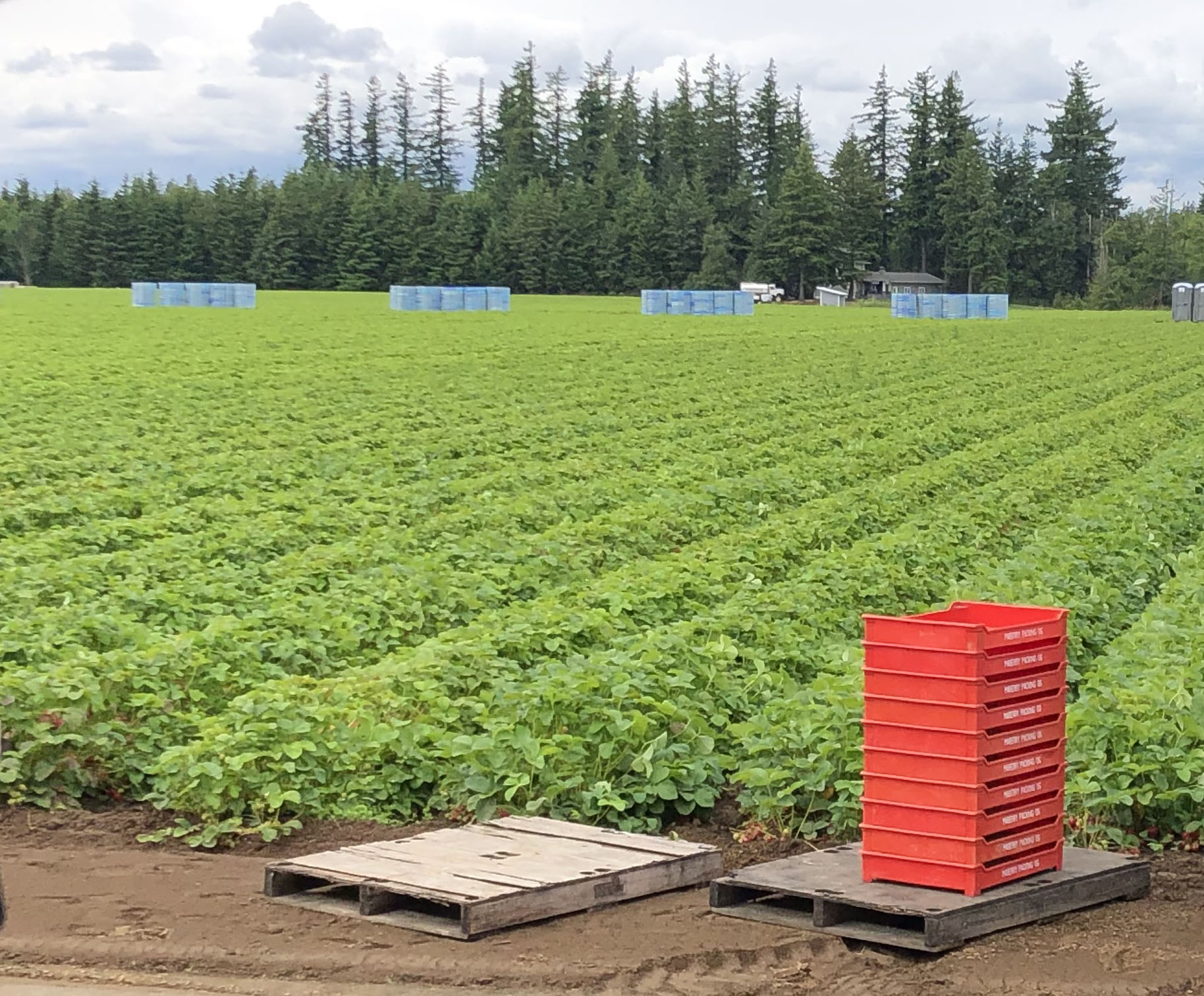 agriculture field and red crates stacked