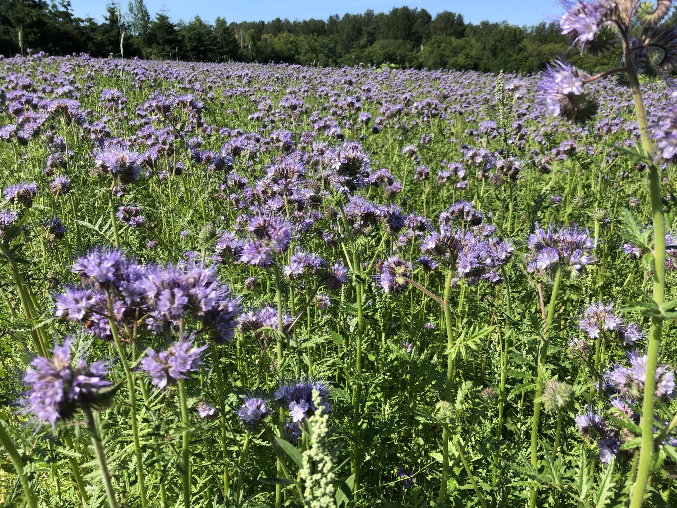 purple flowered plants in field