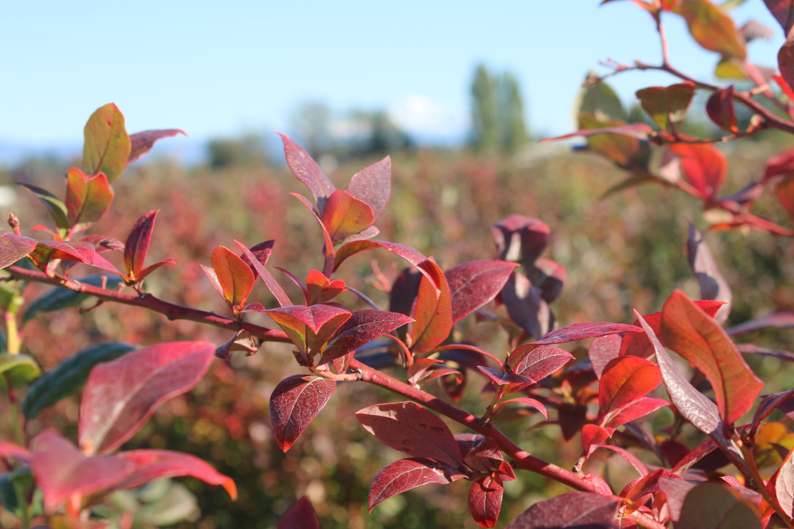 red leaves on plant