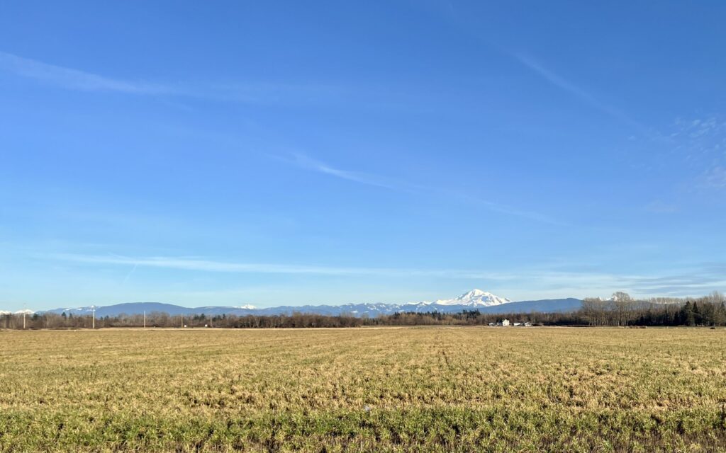 Yellow agriculture field