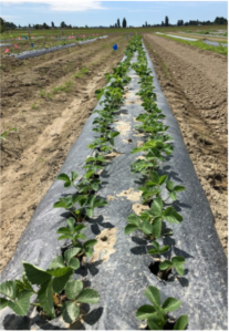 row of plantings