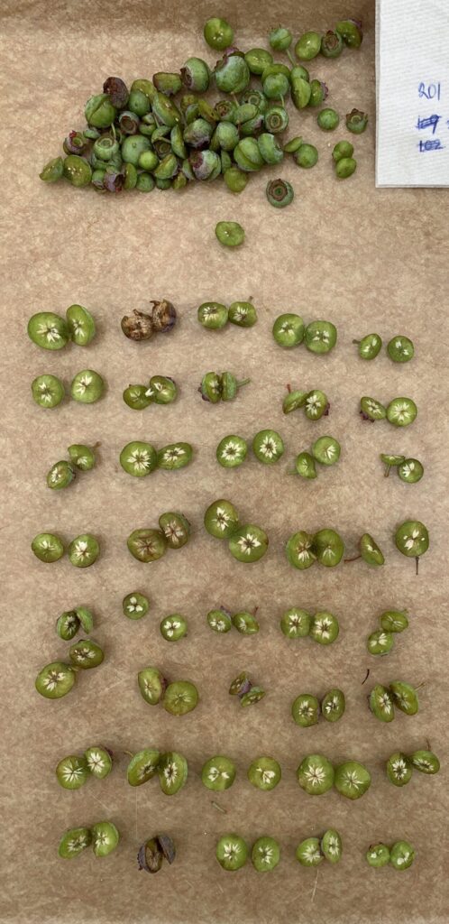 fruit cut open to assess