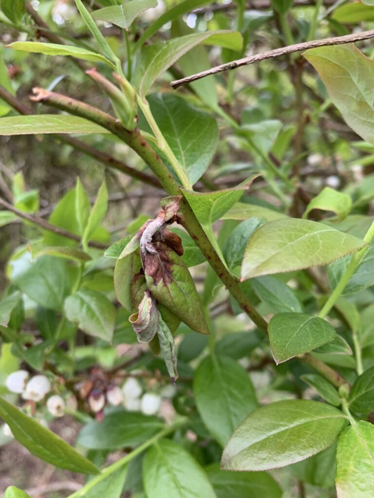 damaged leaf on plant