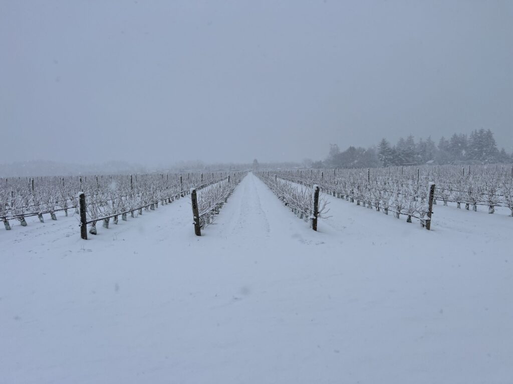 Snow covered field of raspberry canes