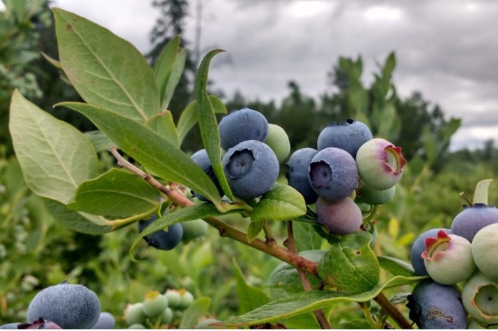 Blueberries