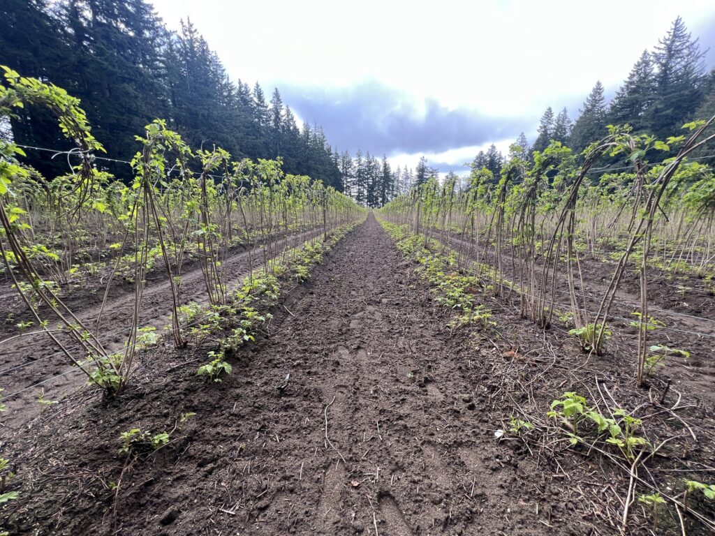Rows of an agriculture field