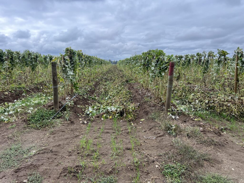 Cover crop between rows in a field