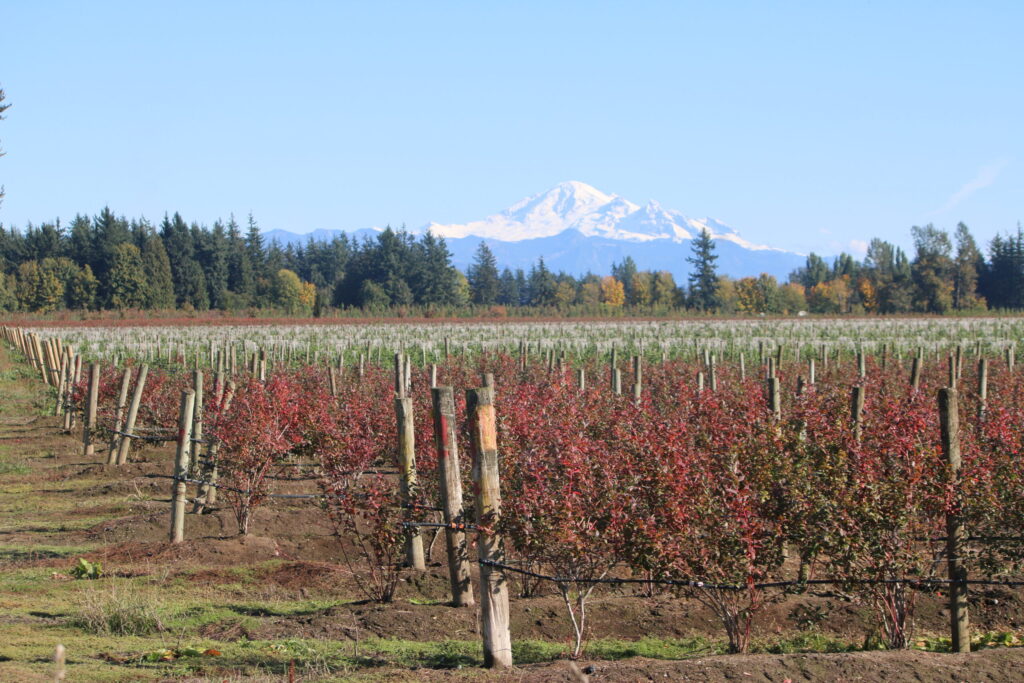 Farm field with mountain in background