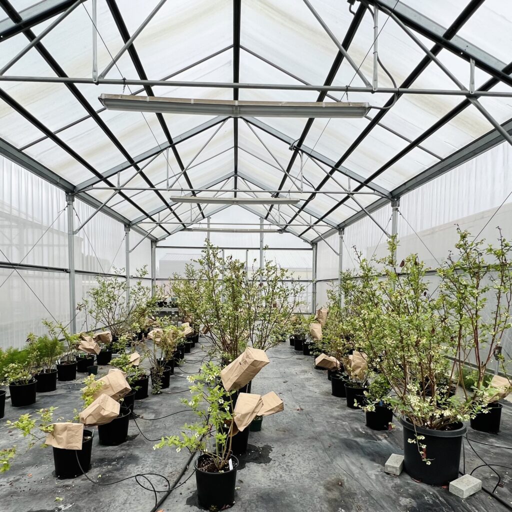 Greenhouse with plants