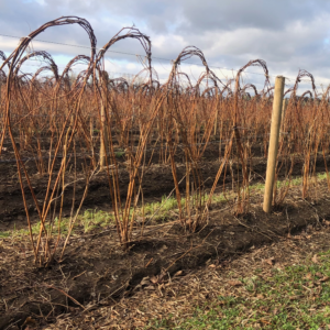 Dormany, recently pruned and tied red raspberry field. 