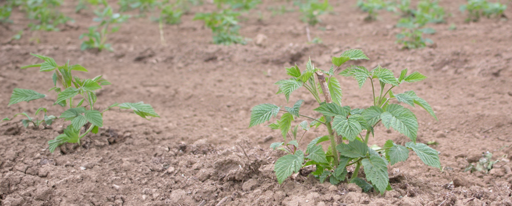 Young Raspberry Field
