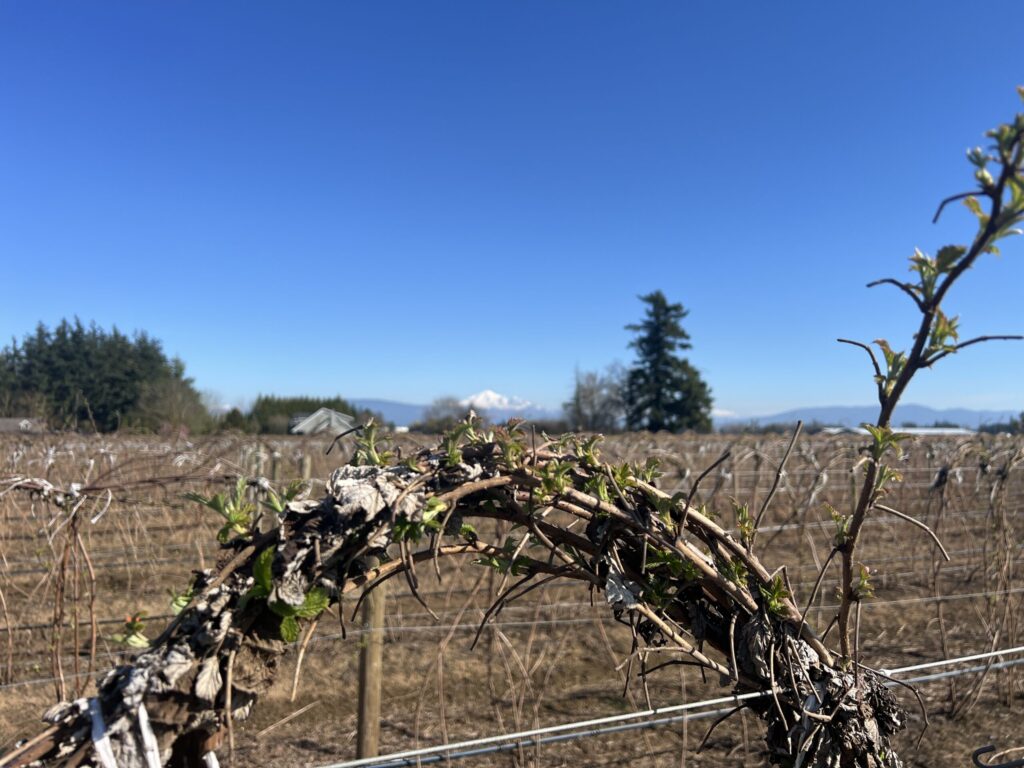 Raspberry field and blue sky