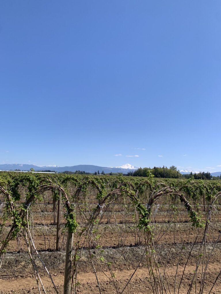 Raspberry Field