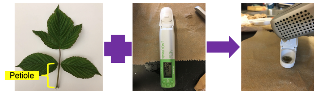 Petiole sap analysis for floricane red raspberry
