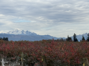 Blueberry plants exhibiting their winter foliage.