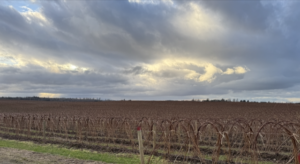 Dormant red raspberry field
