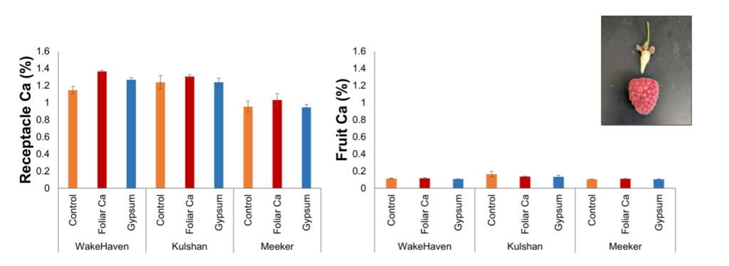 Graph highlighting calcium concentration in receptacle and fruit in response to calcium treatments in WakeHaven, Kulshan, and Meeker red raspberries.