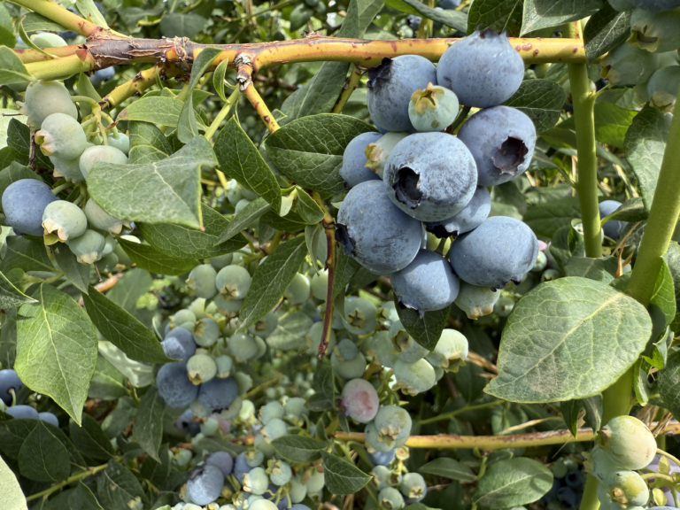 Comp Fieldberry Berry Field Day | Whatcom Ag Monthly | Washington State University
