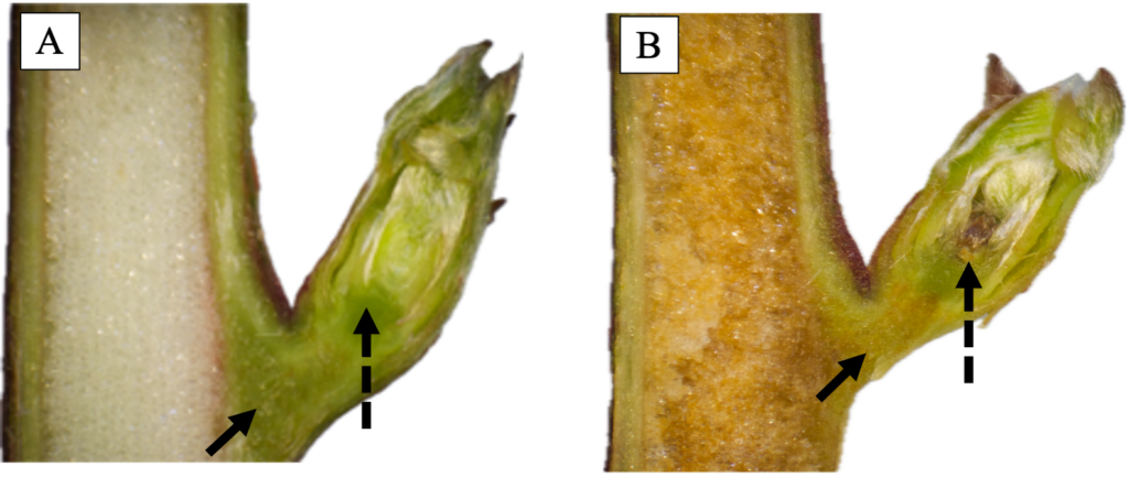 Blackberry floricane bud without freeze damage on left and with freeze damage on the right. The freeze damaged bud is brown in color and demarcated with arrows.