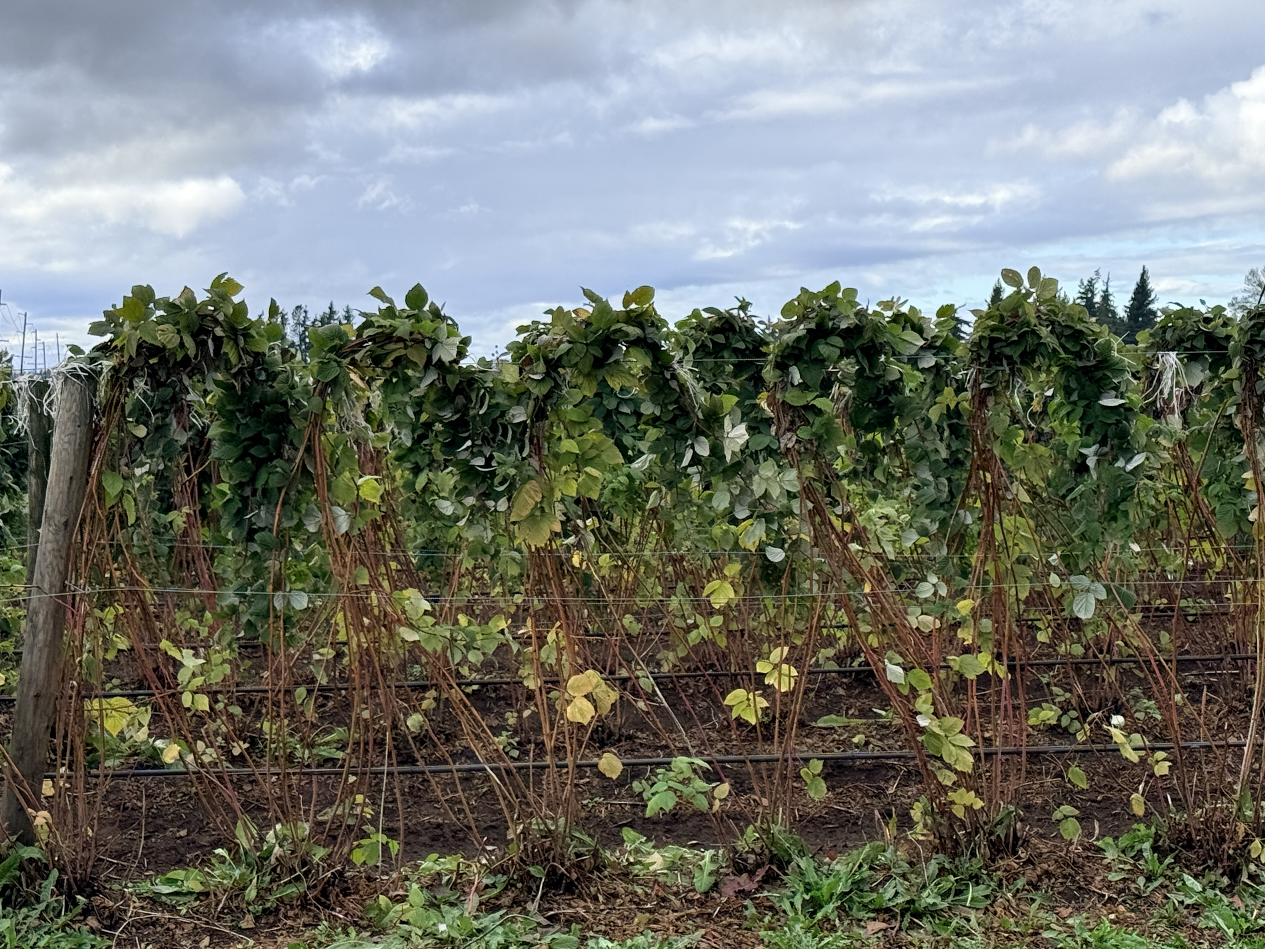 Red raspberry plants after being pruned.