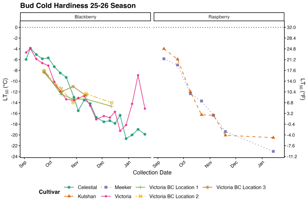 A two‑panel line graph titled “Bud Cold Hardiness 25–26 Season.” The left panel shows blackberry cultivars; the right panel shows raspberry cultivars. The x‑axis in both panels is “Collection Date,” spanning September through January. The left y‑axis displays LT₅₀ values in °C from about –2 to –24, and the right y‑axis shows the equivalent °F scale from about 32 to –11. Blackberry panel: Multiple cultivars are shown with distinct colors and symbols: Celestial (green) Victoria (pink) Kulshan (orange triangles) Meeker (purple squares) Victoria BC Locations 1, 2, and 3 (yellow/orange dashed lines with different markers) All blackberry lines show decreasing LT₅₀ values from early fall into mid‑winter (indicating increasing bud cold hardiness), reaching lows near –18 to –22°C. Celestial and Victoria show the steepest declines. Some cultivars exhibit slight mid‑winter fluctuations, with Victoria showing a noticeable warm‑hardiness spike in January. Raspberry panel: Two cultivars are shown (orange and purple dashed lines). Both exhibit the same fall‑to‑winter pattern: LT₅₀ values decrease from early autumn into December, reaching about –14°C, then level off or slightly increase by January. A dotted horizontal line at 0°C appears at the top for reference. The legend identifies each cultivar and symbol style.