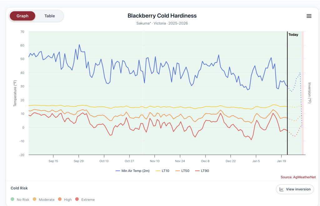 A line graph titled “Blackberry Cold Hardiness – Sakuma, Victoria, 2025–2026.” The x‑axis shows dates from early September through January 19. The left y‑axis shows temperature in °F ranging from –20°F to 70°F. The right y‑axis shows an LT₉₀ scale ranging from roughly –20°F to 0°F. A vertical black line labeled “Today” marks the current date near January 19. Four time‑series lines are plotted: Blue line: Minimum 2‑meter air temperature, fluctuating widely between about 25°F and 60°F. Yellow line: LT₁₀, staying near 20–30°F with small variations. Orange line: LT₅₀, ranging roughly from 5–15°F. Red line: LT₉₀, ranging from near 0°F to –10°F, showing more variability than the other hardiness lines. Dotted extensions of all four lines appear just past the “Today” marker, indicating projected values. The background is lightly shaded green, and a color‑coded legend below the chart describes cold‑risk categories: No Risk (green), Moderate (yellow), High (orange), and Extreme (red). The bottom right corner cites “Source: AgWeatherNet.”