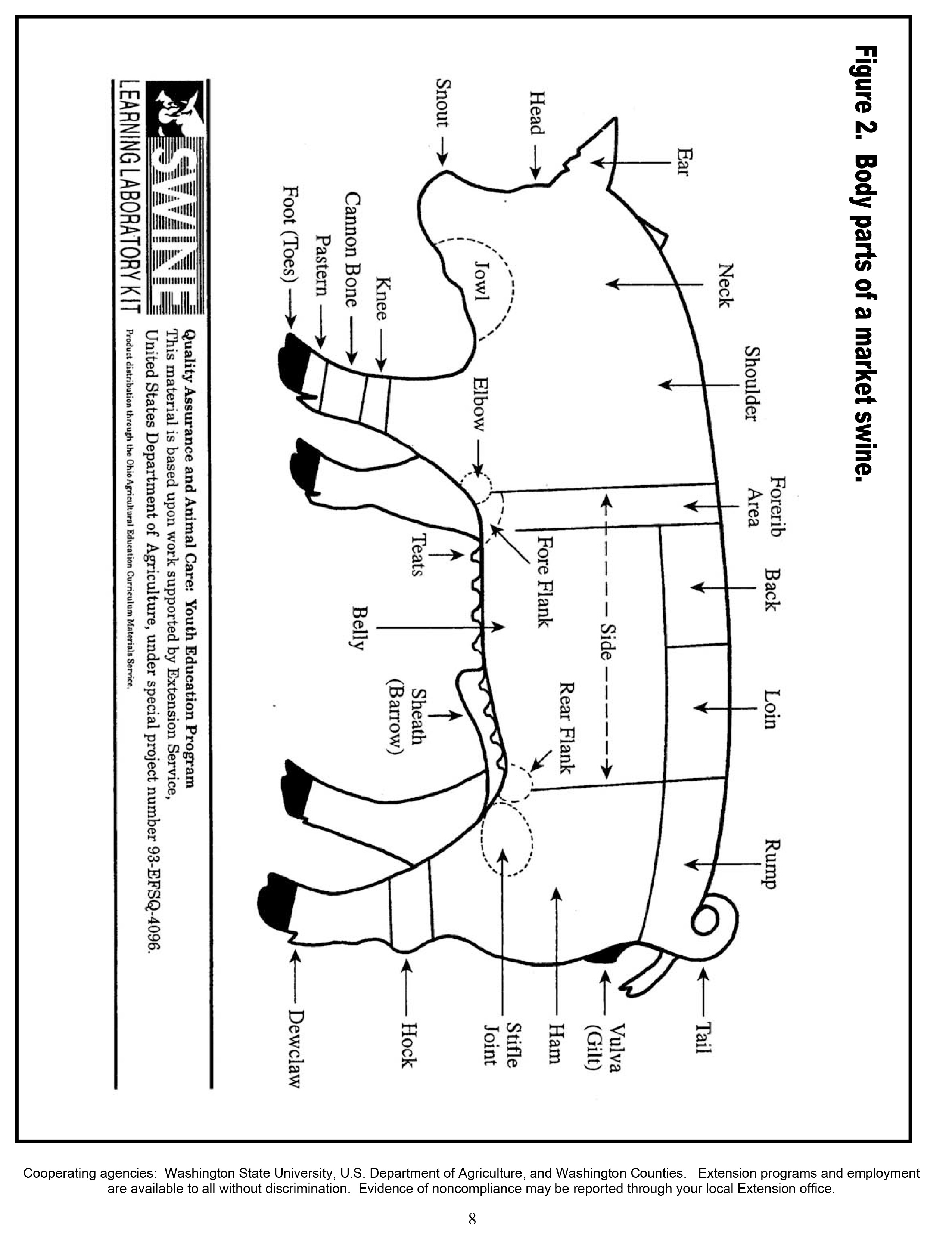 Diagram of market swine body parts.