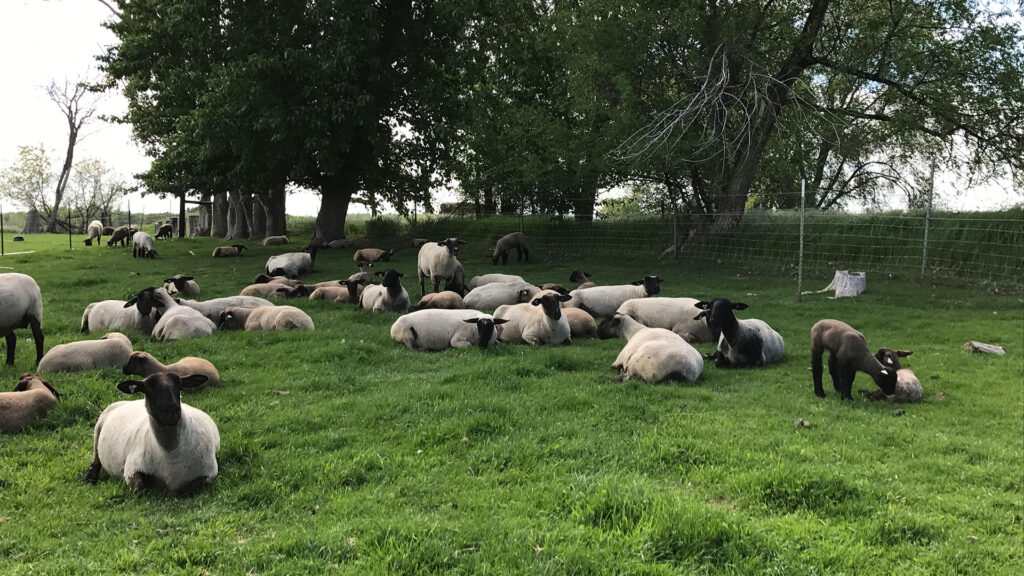 Small Ruminats Small Ruminants | Animal Agriculture | Washington State University