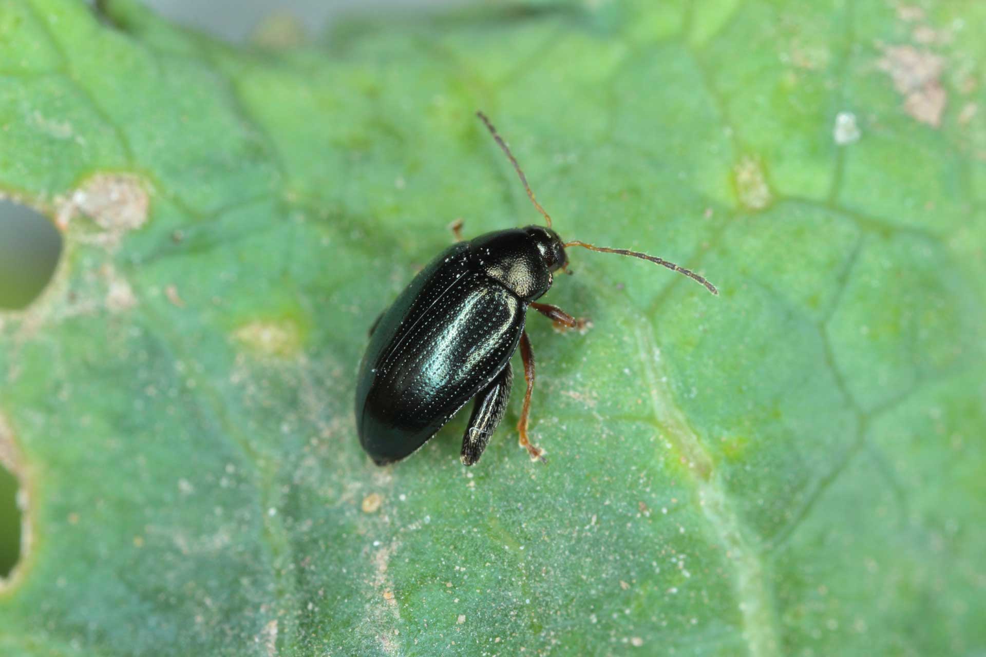 Cabbage stem flea beetle on oilseed rape.