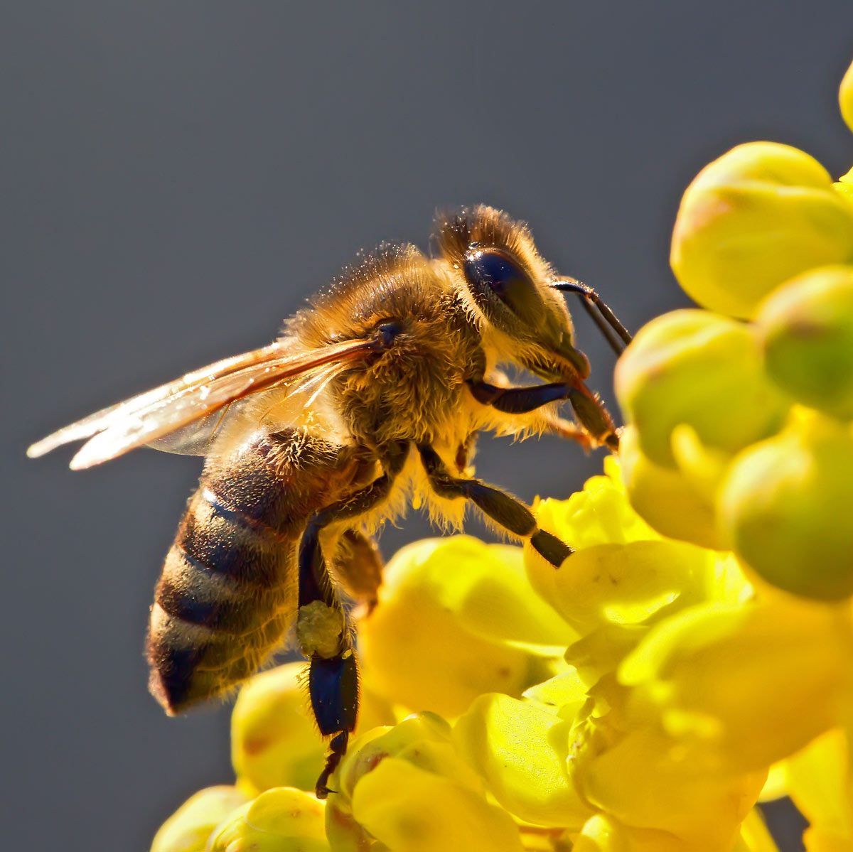 Close up of a honey bee on a yellow flower.