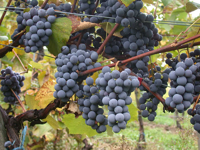 Ripe purple grapes hanging on a vine.