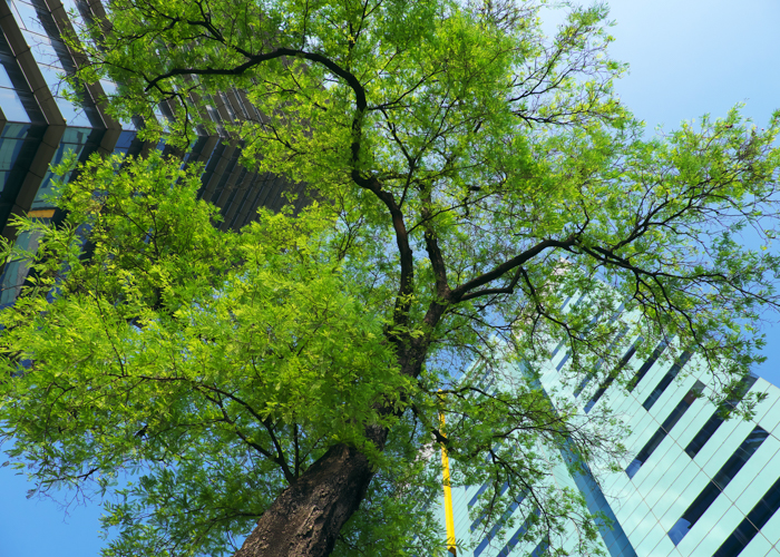 Tree in the city next to tall buildings.