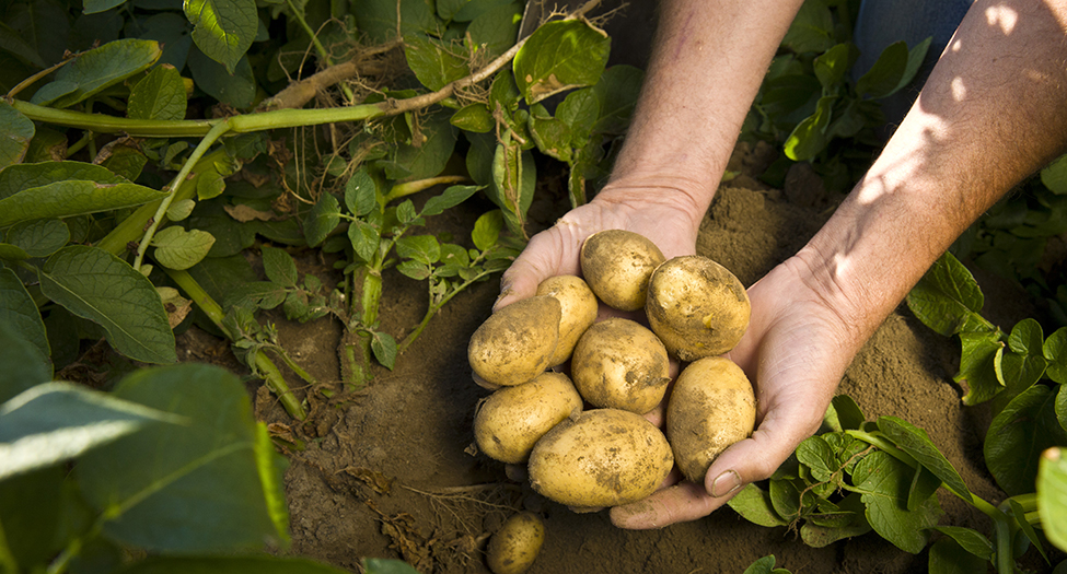 Person holding handful of potatoes over soil.