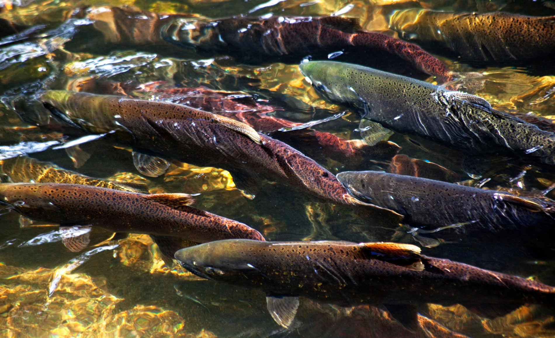 Multi-colored Salmon Spawning Up River Issaquah Creek Washington by Bill Perry.