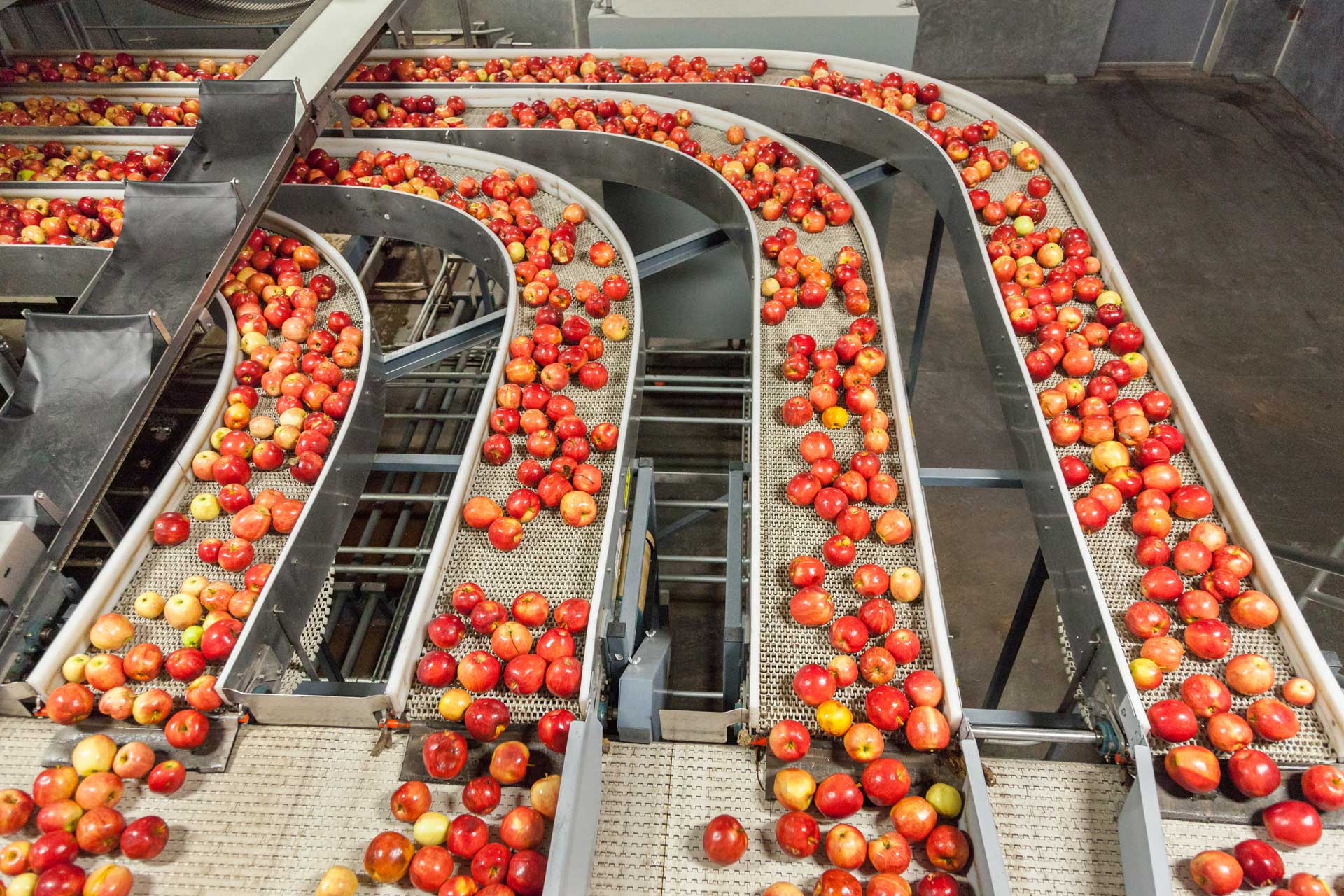Apples on conveyor belts.