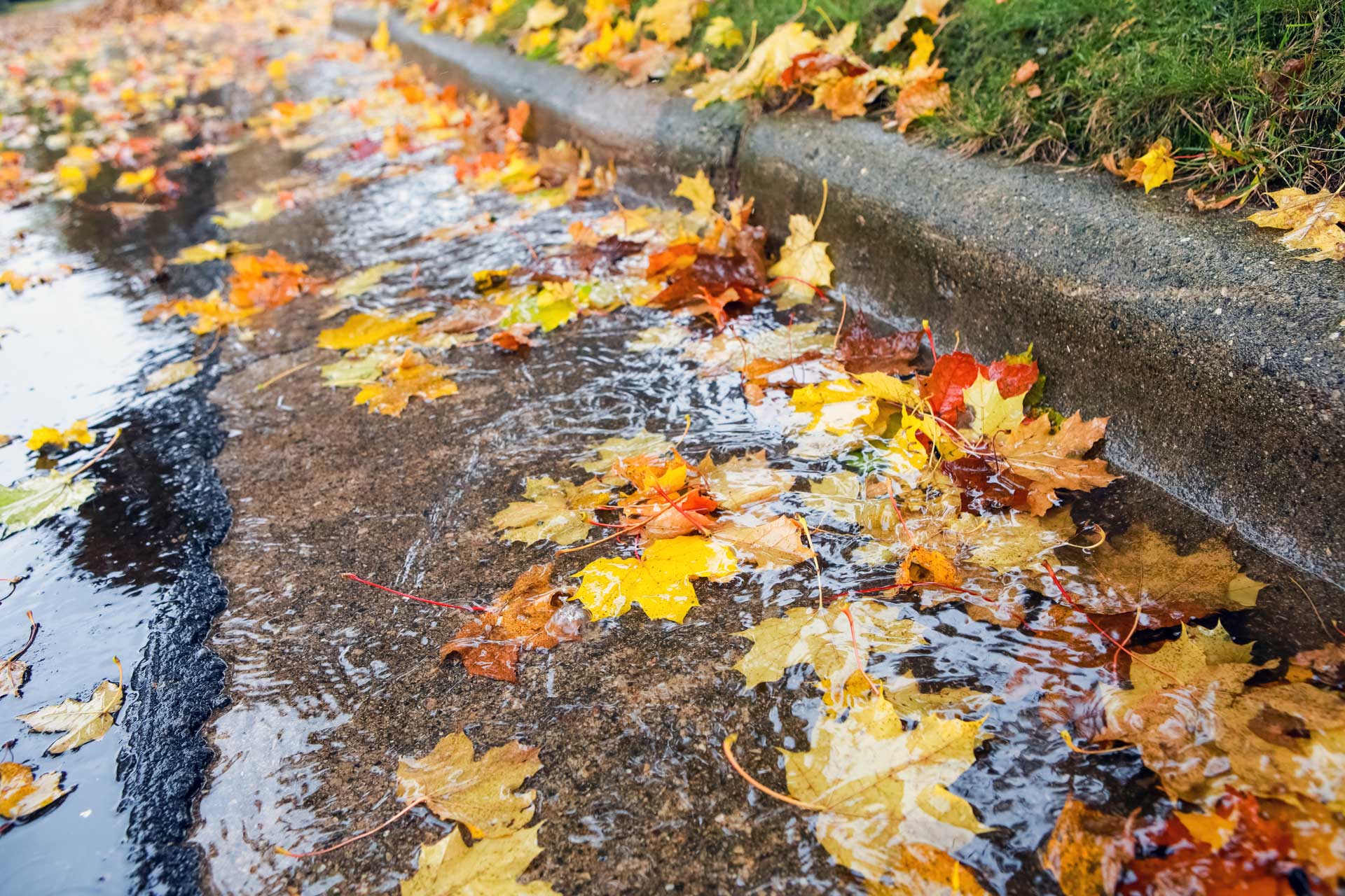 Fall leaves clogging stormwater drain.