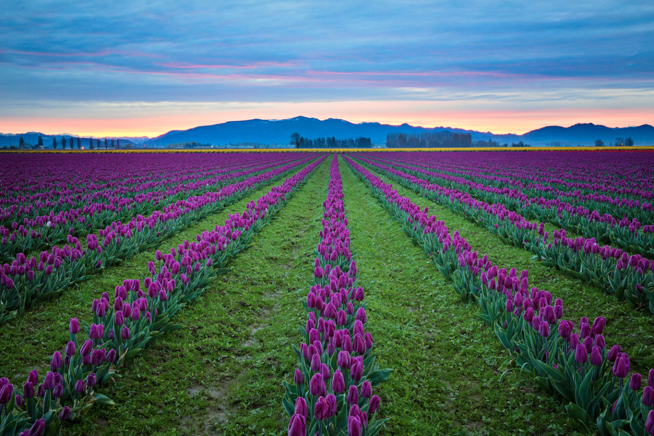 Rows of purple tulips.