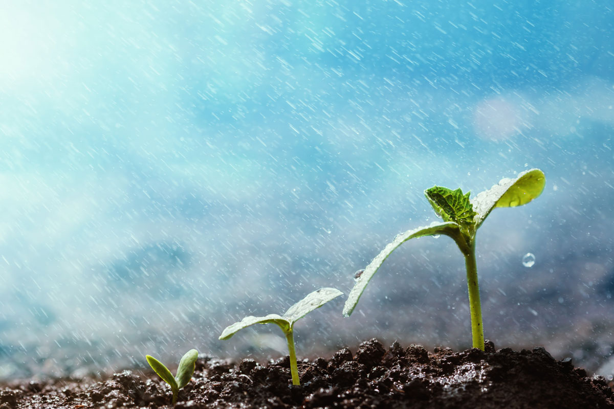 Plants sprouting from soil in the rain.