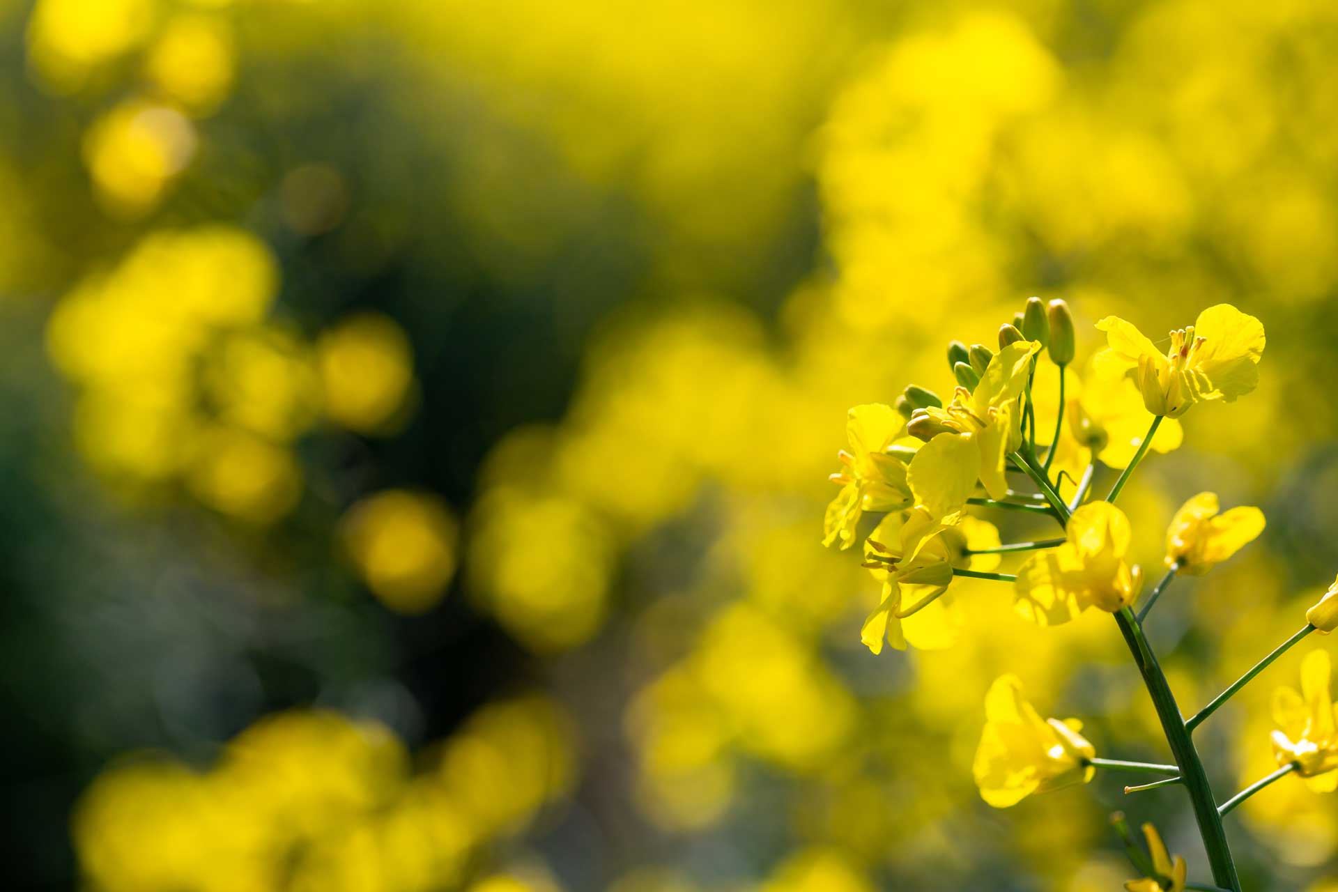 Rapeseed canola flowers close up.