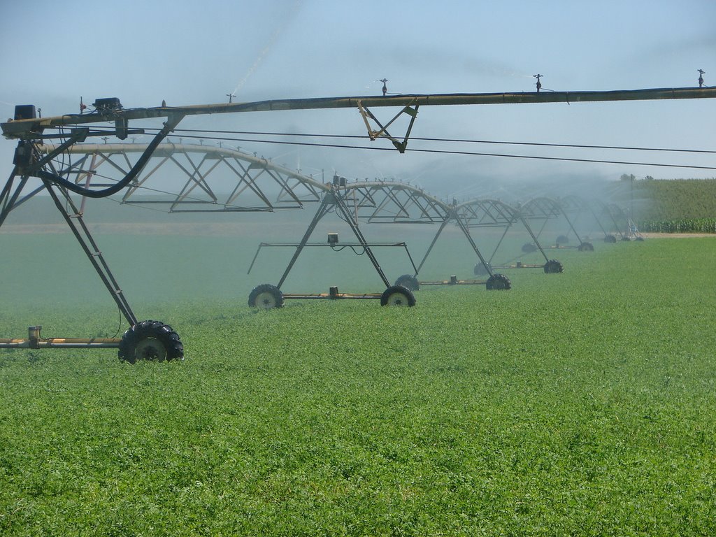 Irrigation sprinklers.