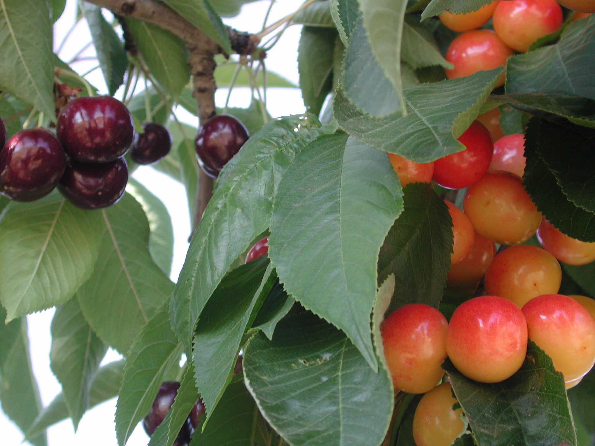 Bing & Rainer cherries hanging from a tree limb