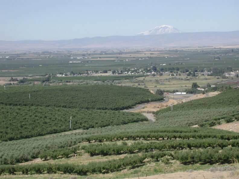 Aerial view of extensive orchards