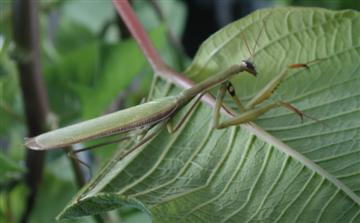 Large olive green mantis on the underside of a leaf facing right