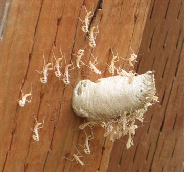 Dozens of small white mantids hatching from the egg mass