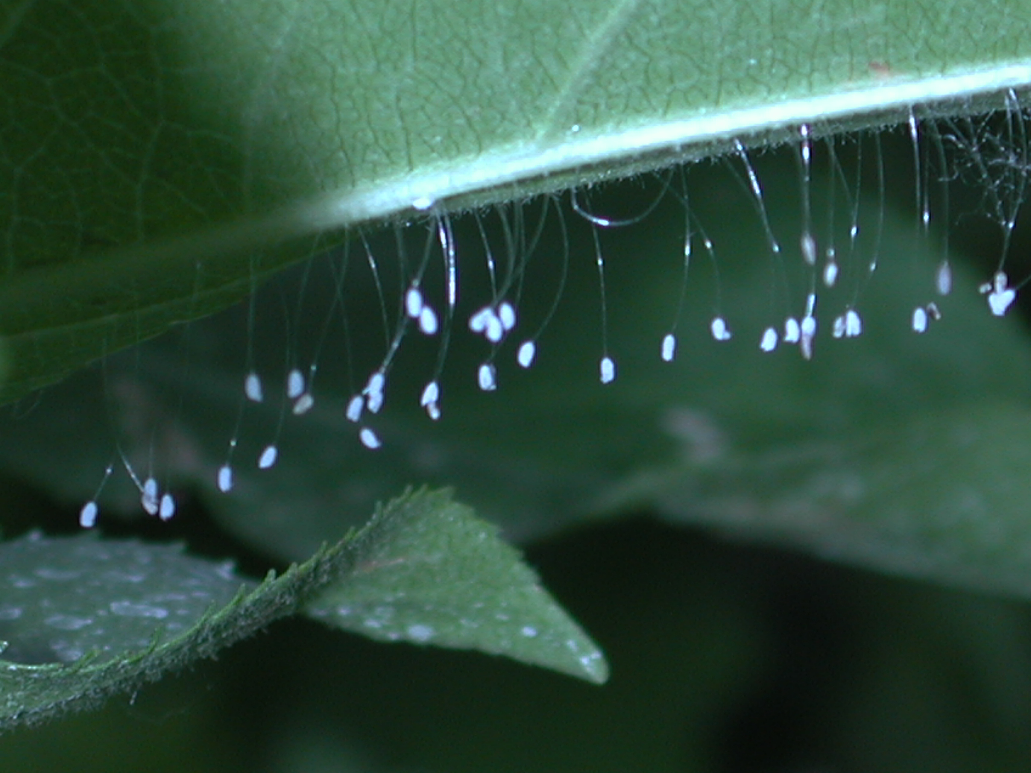 Lacewing Larvae Eggs