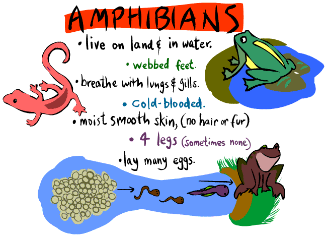 Cartoon image of a frog, tadpoles, a toad, and a salamander beside a list of traits of amphibians.