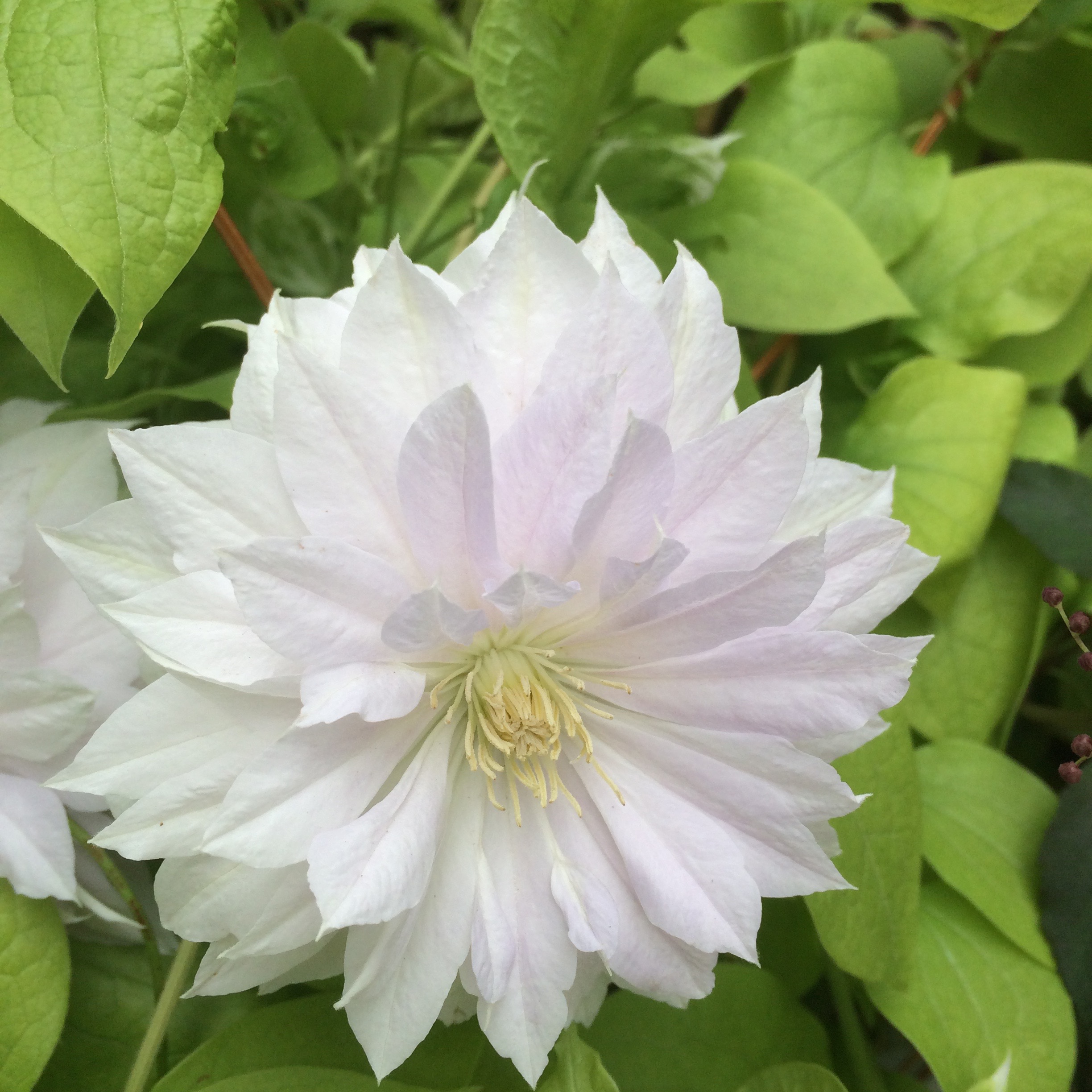 Close up of white flower with multiple layers of petals and pale yellow center
