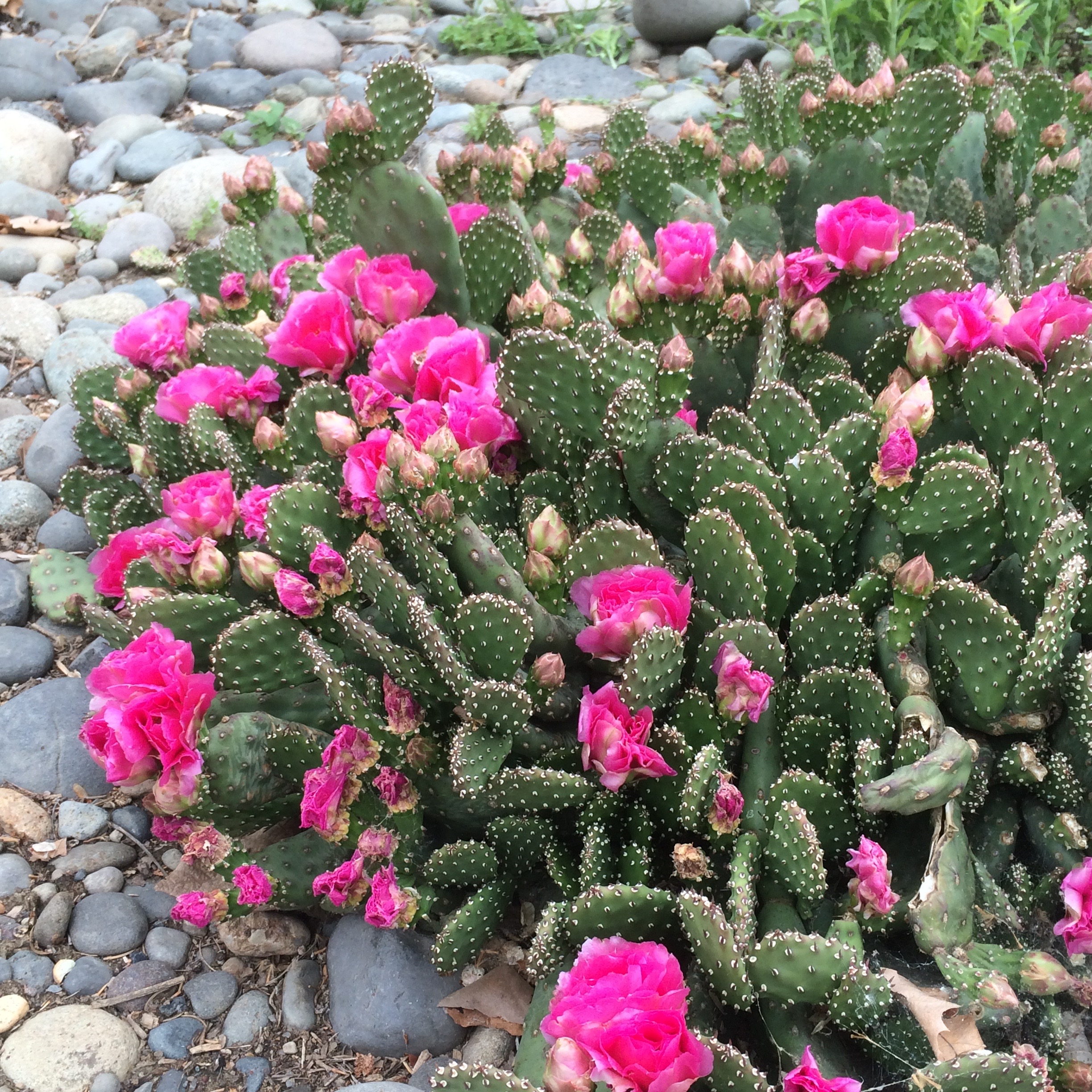 Small cactus with bright pink flowers