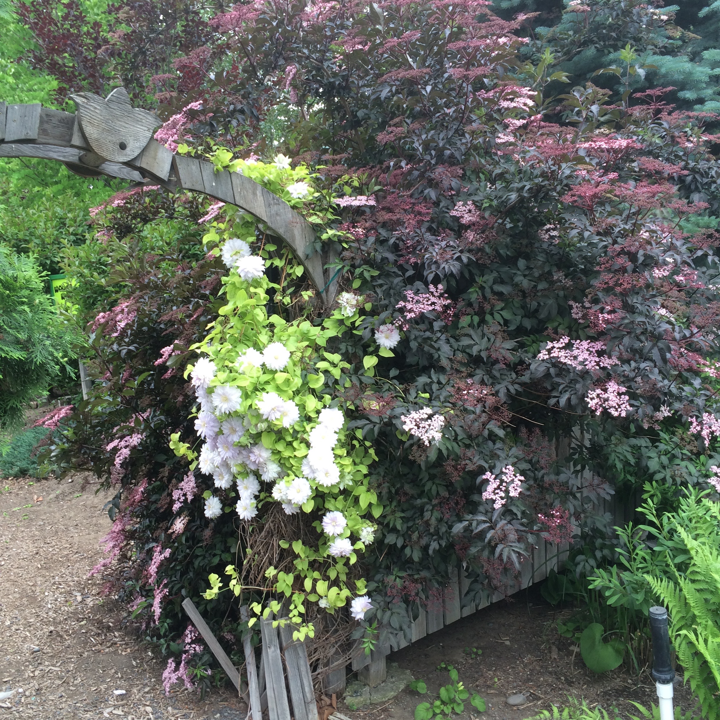 Dark purple-green leafed tree against a fence with white flower plant in front